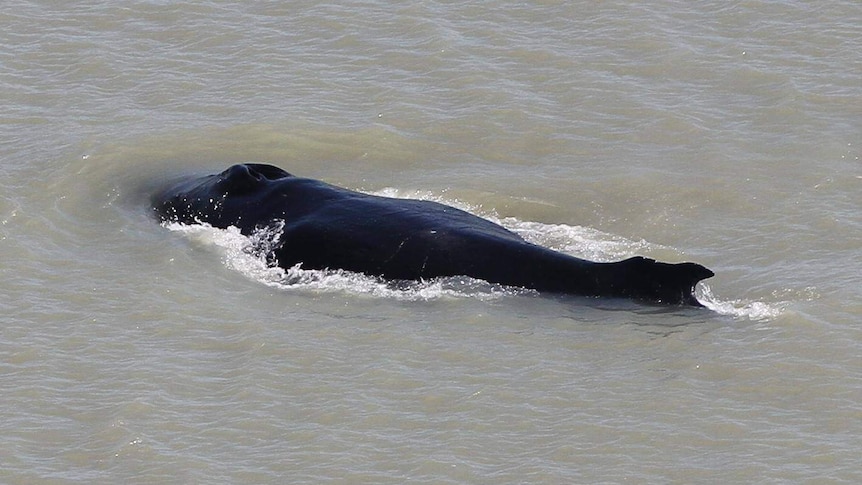 A black humpback whale swims through muddy water.