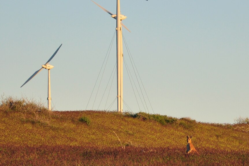 Kangaroo at sunset standing in a grass field in front of a hill with three tubrines