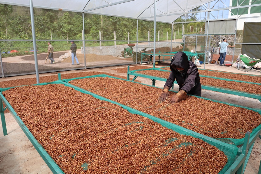 Working sorts coffee at a processing plant.