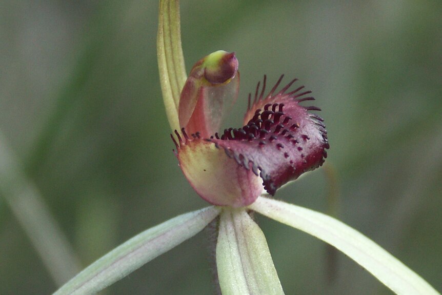 Maroon and green curled flower.