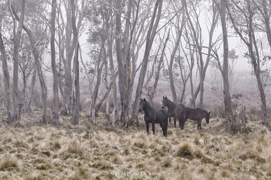 three wild horses stand under trees speckled with snow at barrington tops in nsw's hunter valley