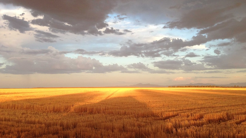 Sun shining on stubble in a wheat field, with grey clouds in the sky.