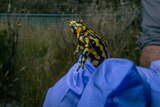 A southern corroboree frog jumping out of a glove