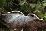 A lyrebird extends its feathers.