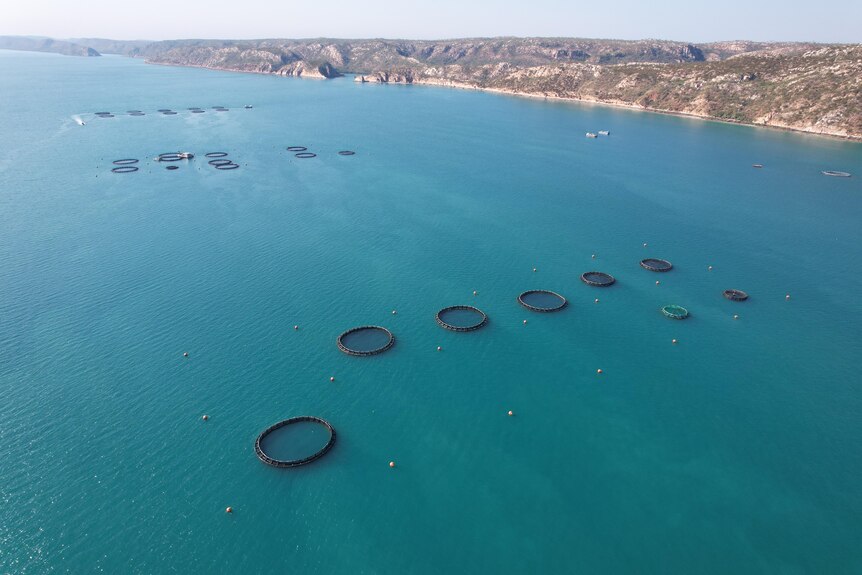 Large rings float in the ocean with a coastline in the background.