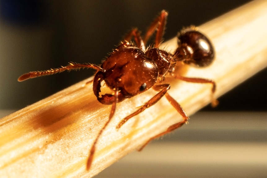 Fire ant in extreme close up on a stick