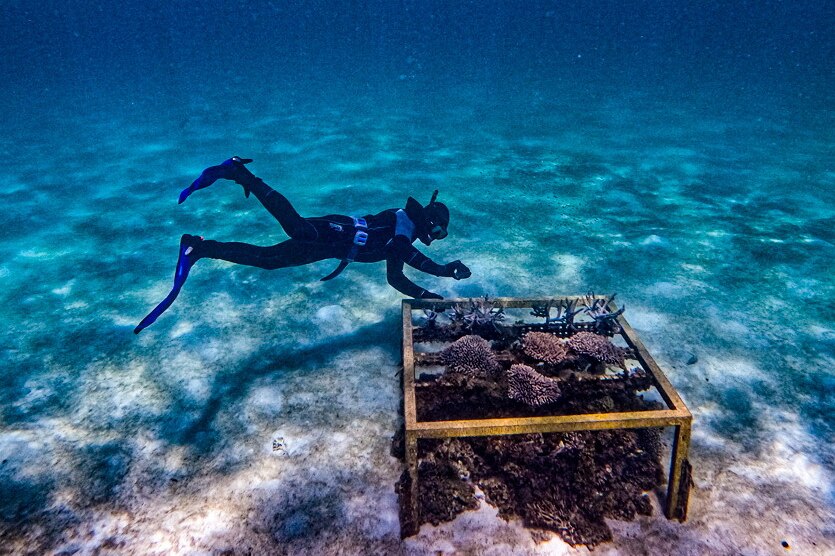 Under clear blue water a diver in flippers, back wetsuit and snorkle, swims close to reef covered in a yellow frame.