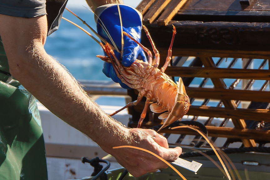 A deckhand holding a crayfish near a pot.