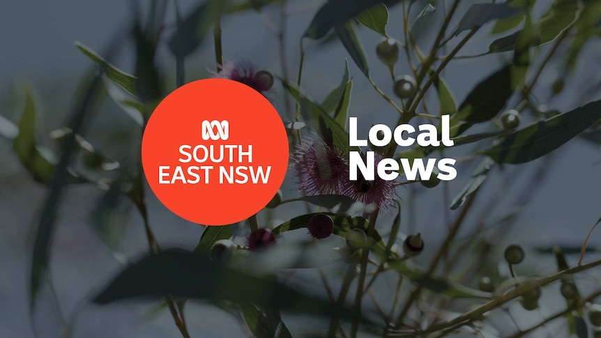 A flowering gum tree branch with the ABC South East NSW logo and Local News superimposed over the top.