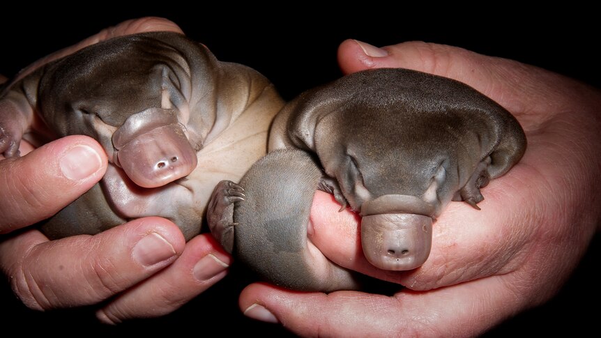 Very young smooth-looking platypus babies held in a pair of hands at night close-up.