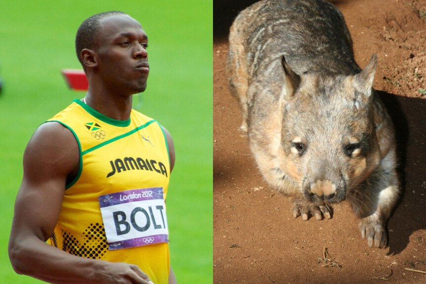 A man wearing a Jamaica singlet stands on a running track, a second image shows a wombat front on walking on dirt