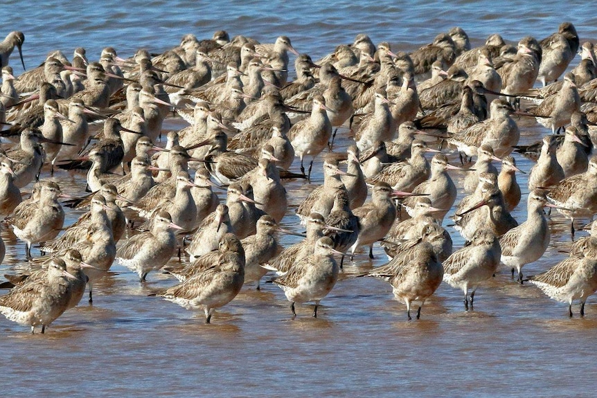 Dozens of birds stand in shallow water.