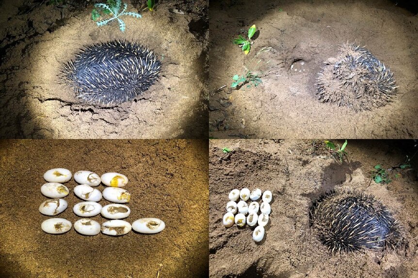 A sequence of four images with an echidna on the ground, flipped over and next to 13 punctured turtle eggs at night