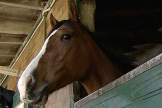 Horse in a stable.