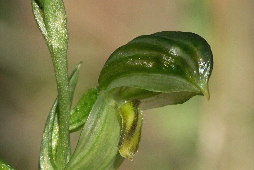 An emerald green flower head.