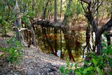 A swampy shallow creek with trees around.