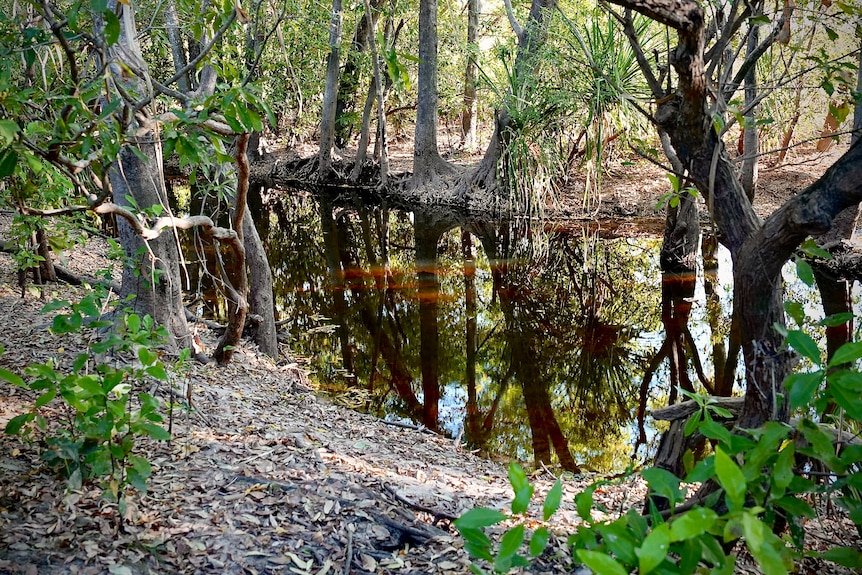 A swampy shallow creek with trees around.