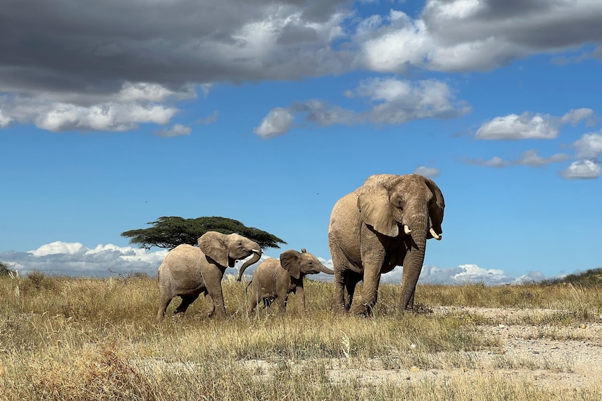 A large elephant on a grassy plain with two small elephants in tow