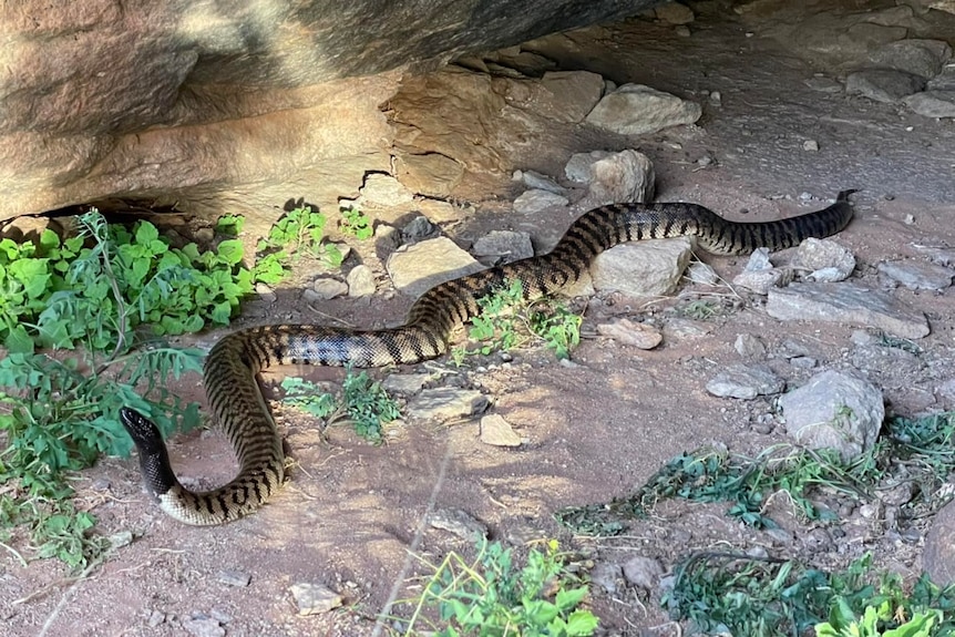 snake, black head, snakey body. 