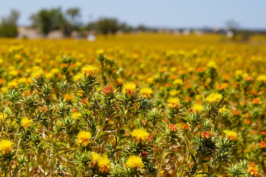 a flowering paddock of yellow safflower