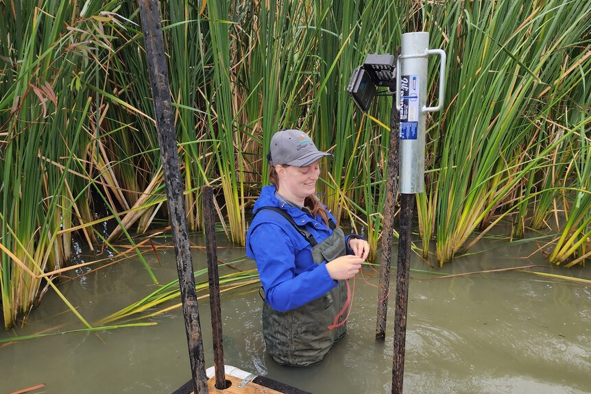 A woman in a river next to a floating ledge built for camera equipment