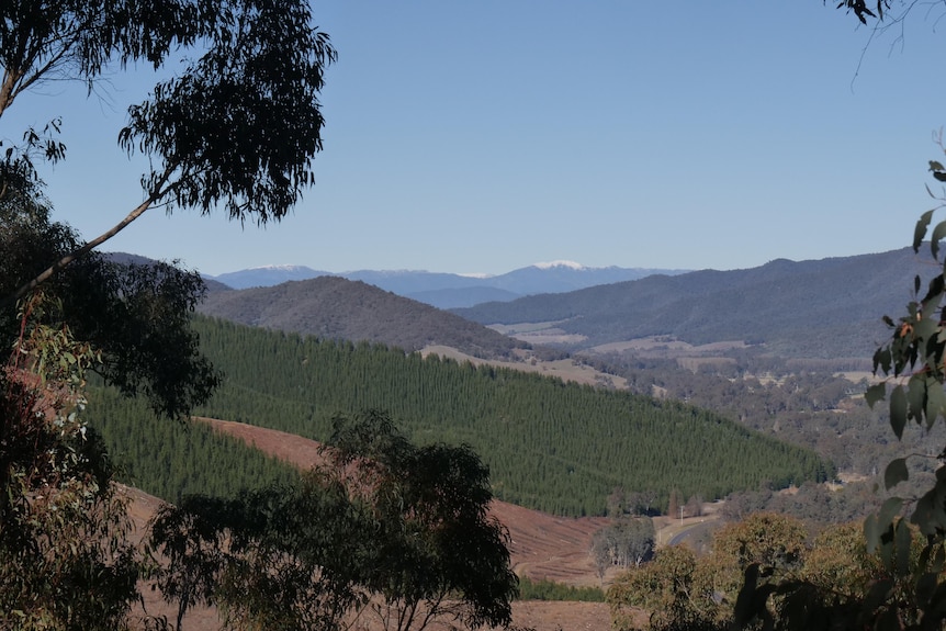 A view of a pine plantation with snow in the background. 