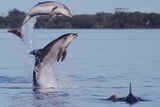 Burrunan dolphin jumping out of lake