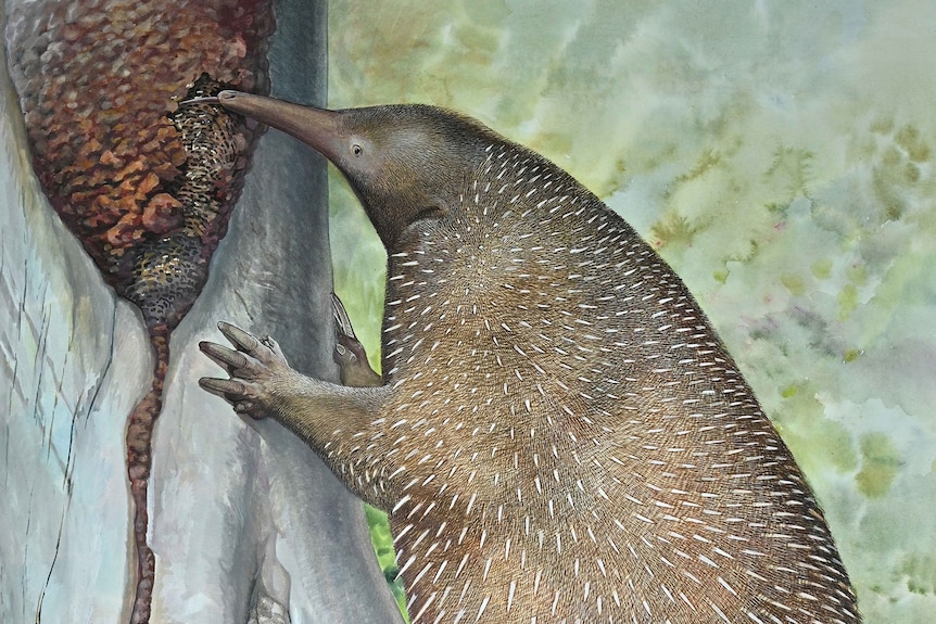 An illustration of a large echidna standing on its hind legs against a tree