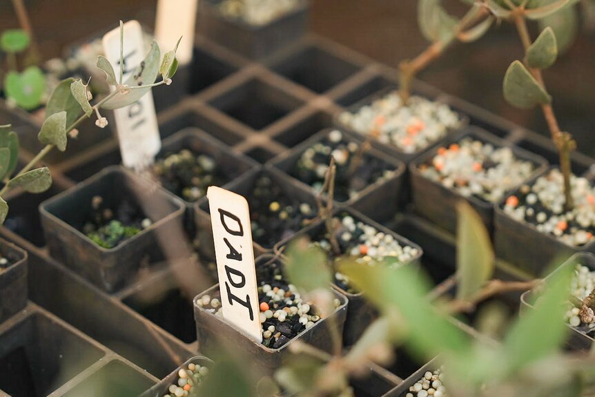 Seedlings being grown in a plant nursery.