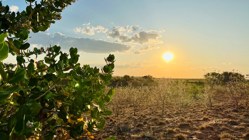 A landscape shot showing small plants and a sun rising