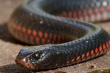 Red-bellied black snake comes out for a look at lake MacDonald