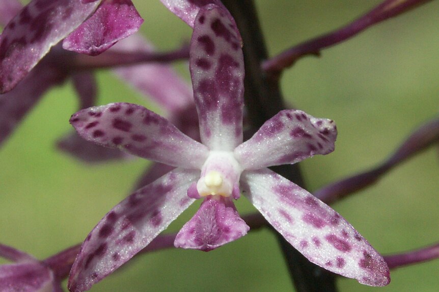 A white flower with purple spots.