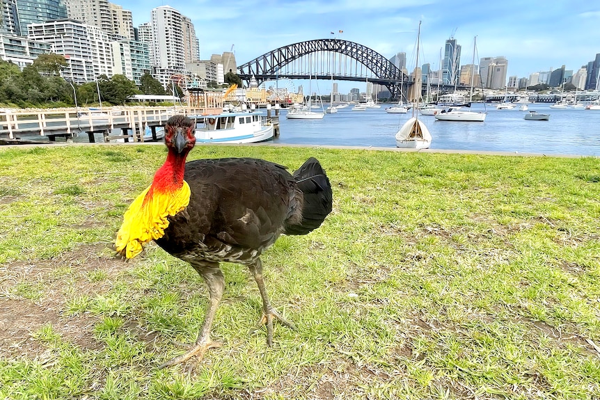 A brush turkey standing on a manicured lawn in front of the Sydney Harbour Bridge