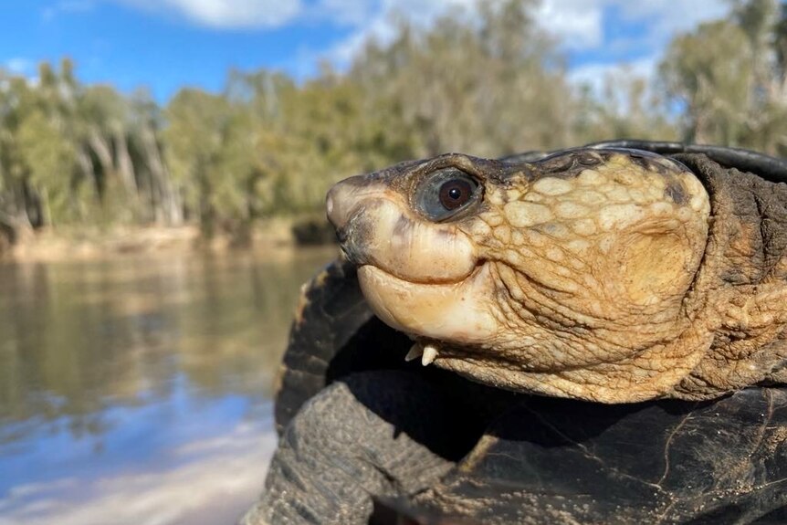 A large tortoise like creature is held up to the camera with its head side on, side-eyeing the camera