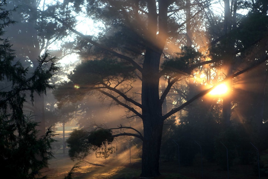 Cold winter in Canberra 2015