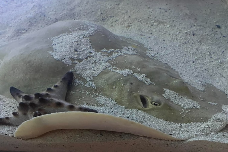 A grey stingray in a tank.