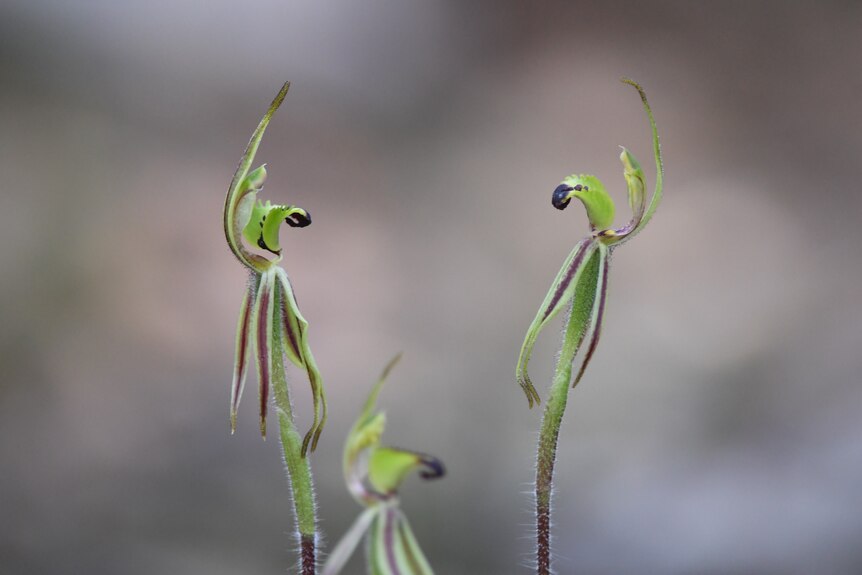 A green and maroon flower on a stem