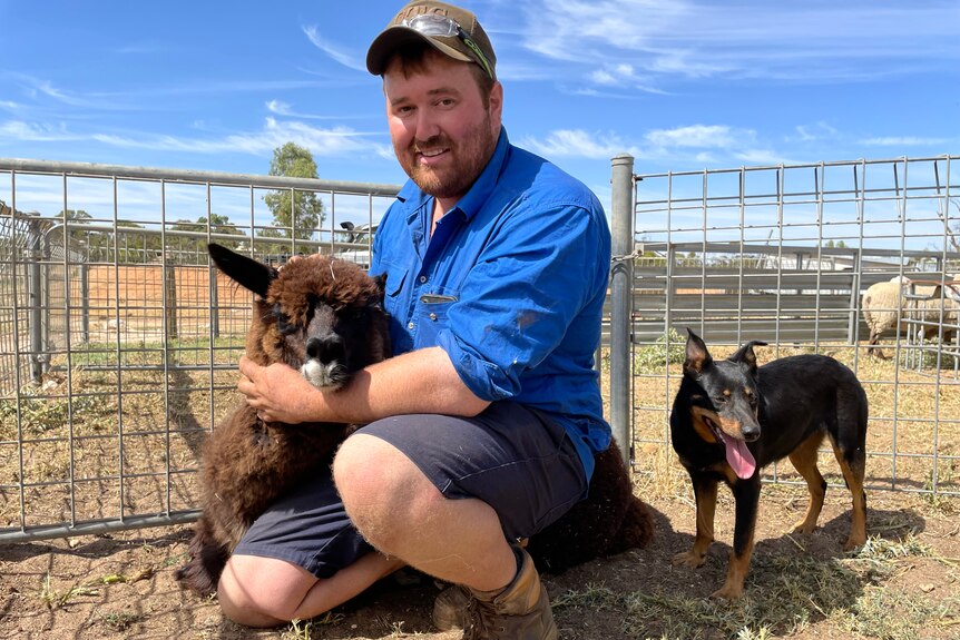 Photo of a man with an alpaca.