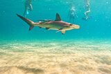 Three people in flippers tread water near a hammerhead shark.