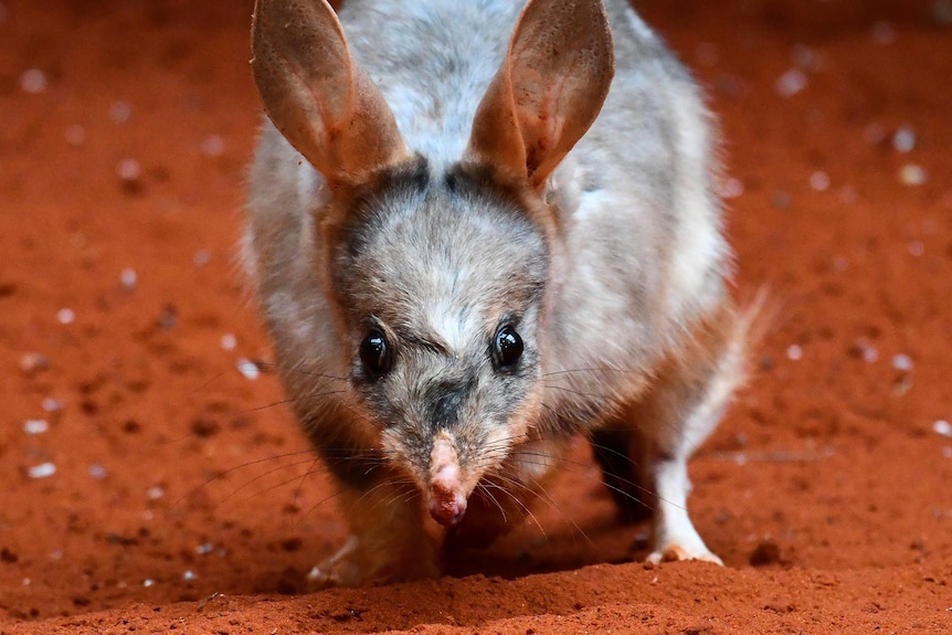 An adult bilby close-up and front-on against a dirt red background