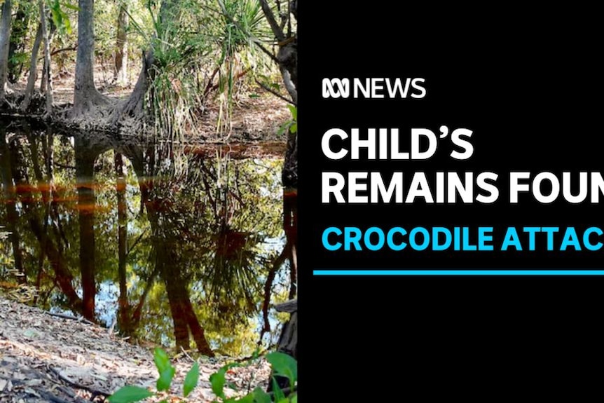 Child's Remains Found, Crocodile Attack: A brown, brackish creek.