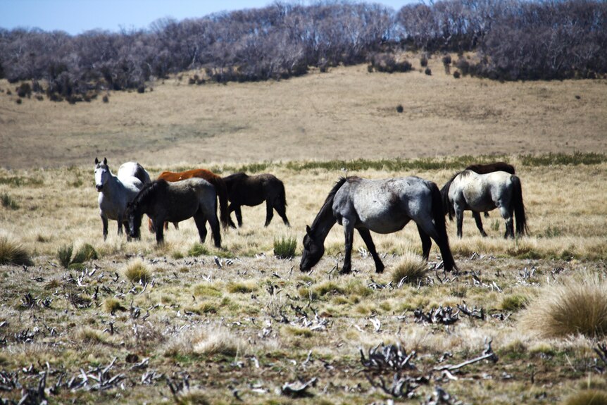 a herd of nearly 10 horses of different colours eating grass with burnt trees in the background