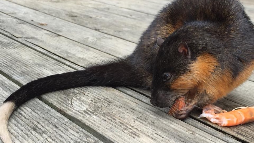 A rakali eating a prawn