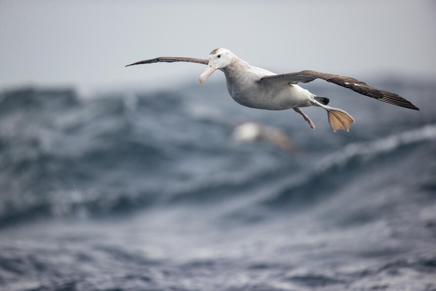 A large white bird with a massive wingspan gliding over the ocean