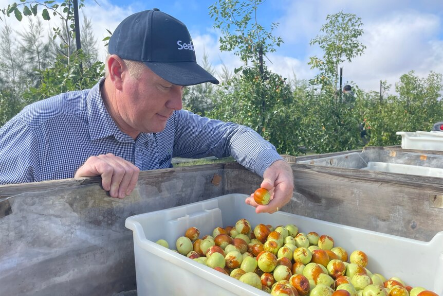 Image of older man looking at fruit.