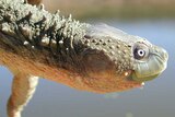 Fitzroy River turtle under water