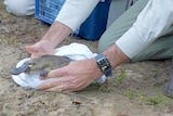 a platypus is released into the waters of a national park