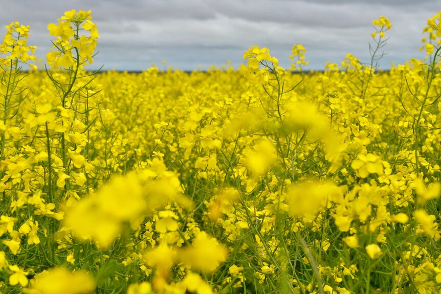 A close up of flowering canola under a cloudy sky