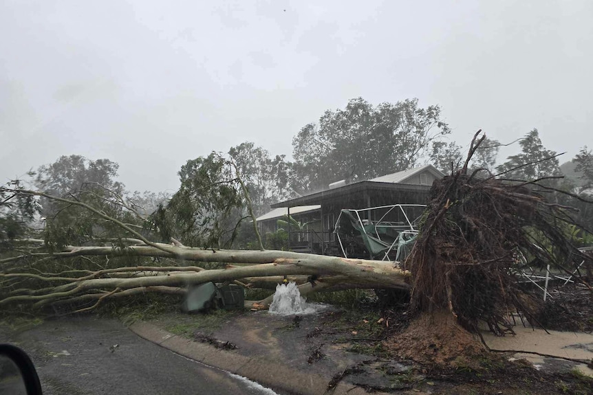 A tree is seen uprooted in front of a house during a storm on Groote Eylandt.