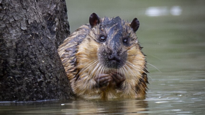 A rat-like species sitting in water beside a tree trunk, its hands near its face